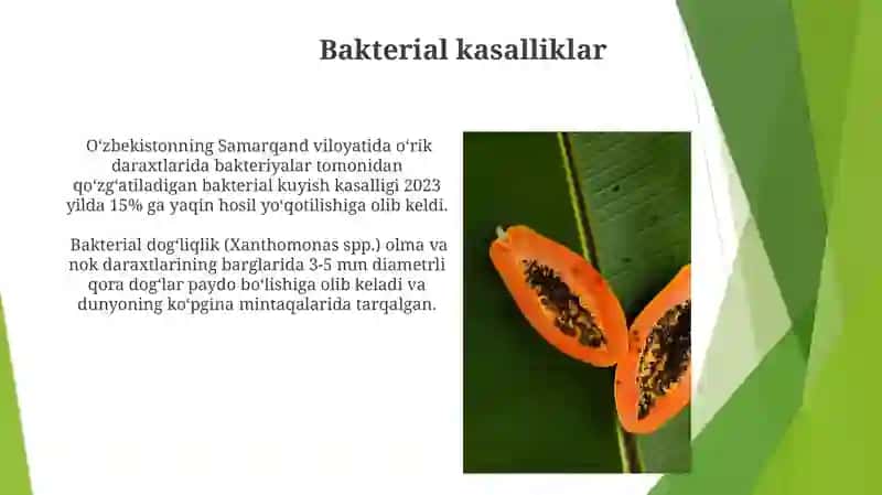 Urug'li va danakli meva daraxtlarining kasalliklari 4