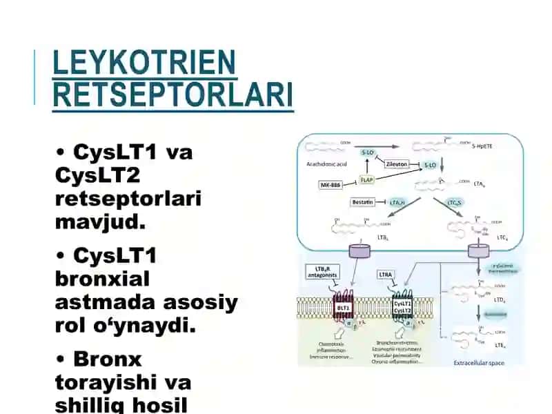 Antileykotrien 4