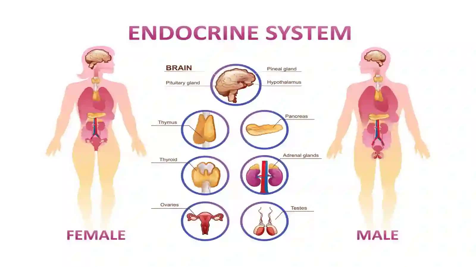 Endokrintizim 4