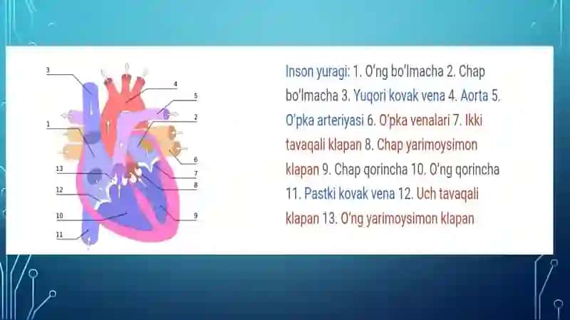 Yurak gemodinamik vazifasi. Yurak mushaklarini o‘tkazuvchanligini o‘zgarishini fiziologik asosi. EKG tahlilida sun’iy intellekt. aritmiya va ishemiya diagnostikasi 4