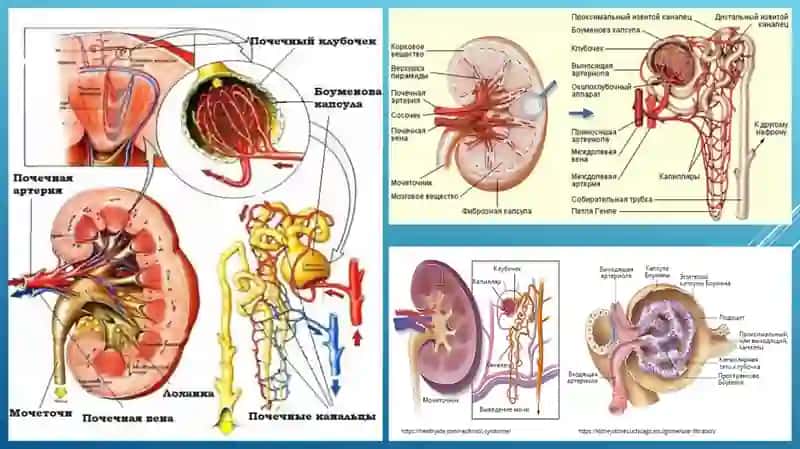 GLOMERULONEFRITLAR 4