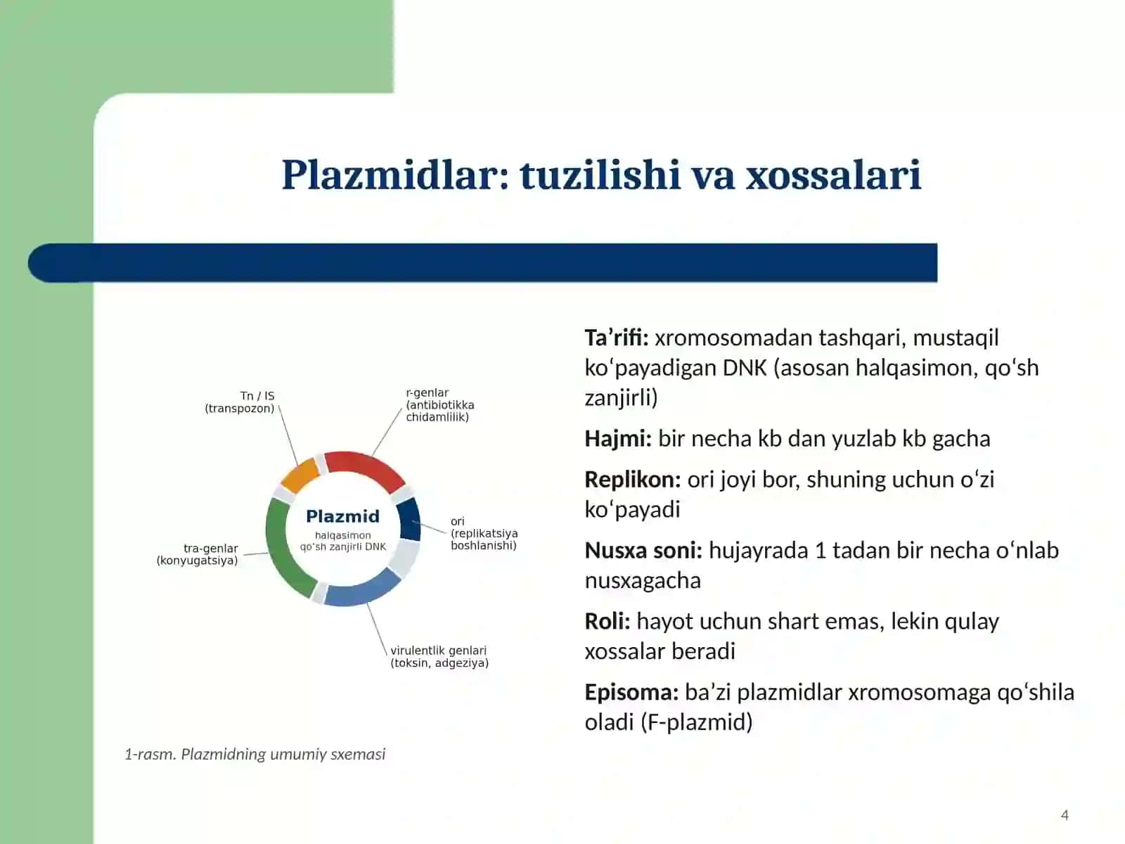 Bakterial irsiyatning xromosomadan tashqari omillari (plazmidlar, transpazonlar, Is- faktorlar, mo‘tadil faglar), tibbiyotdagi ahamiyati 4