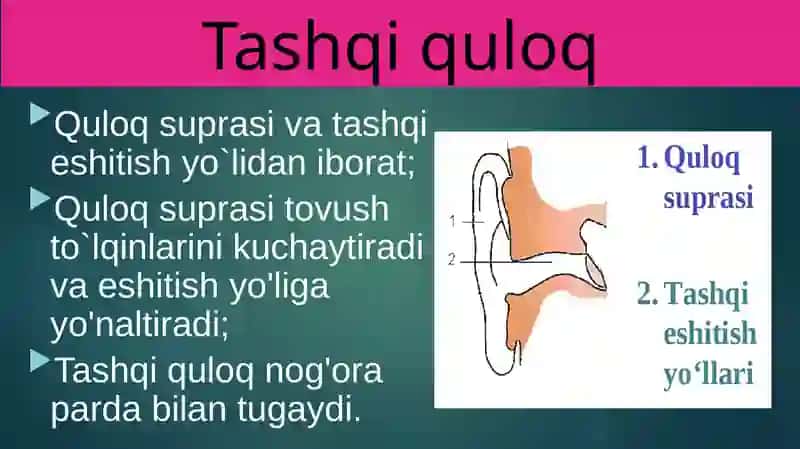 Eshitish organlarining tuzilishi, eshitish gigiyenasi 4