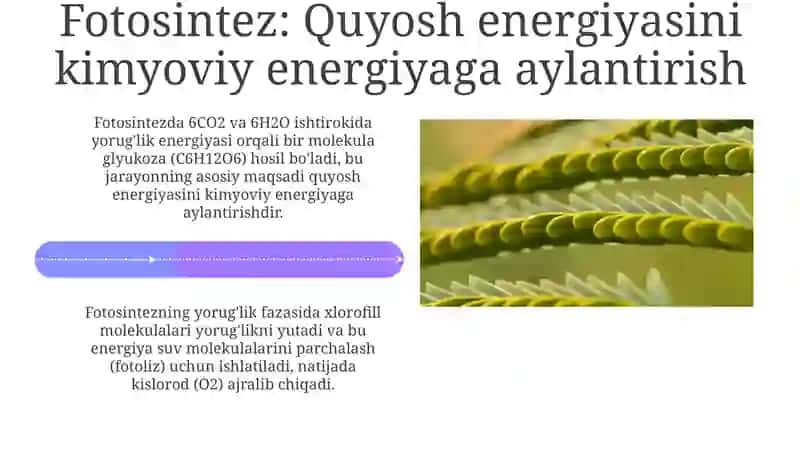 O'simlik hujayralari energetikasi 4