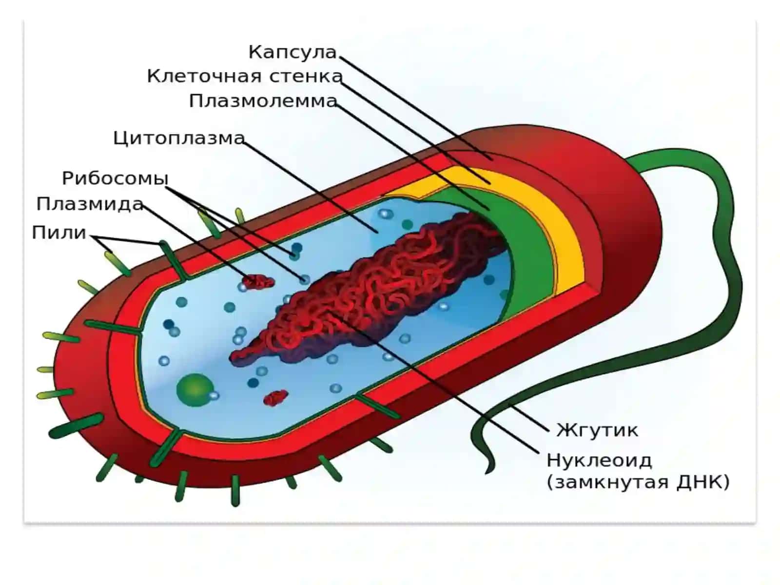 Хужайра биологияси.Хужайрани бўлиниши. Митоз. Мейоз 4