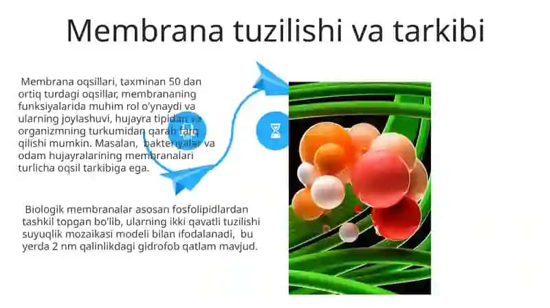 Biologik membranadagi fizik jarayonlar 4