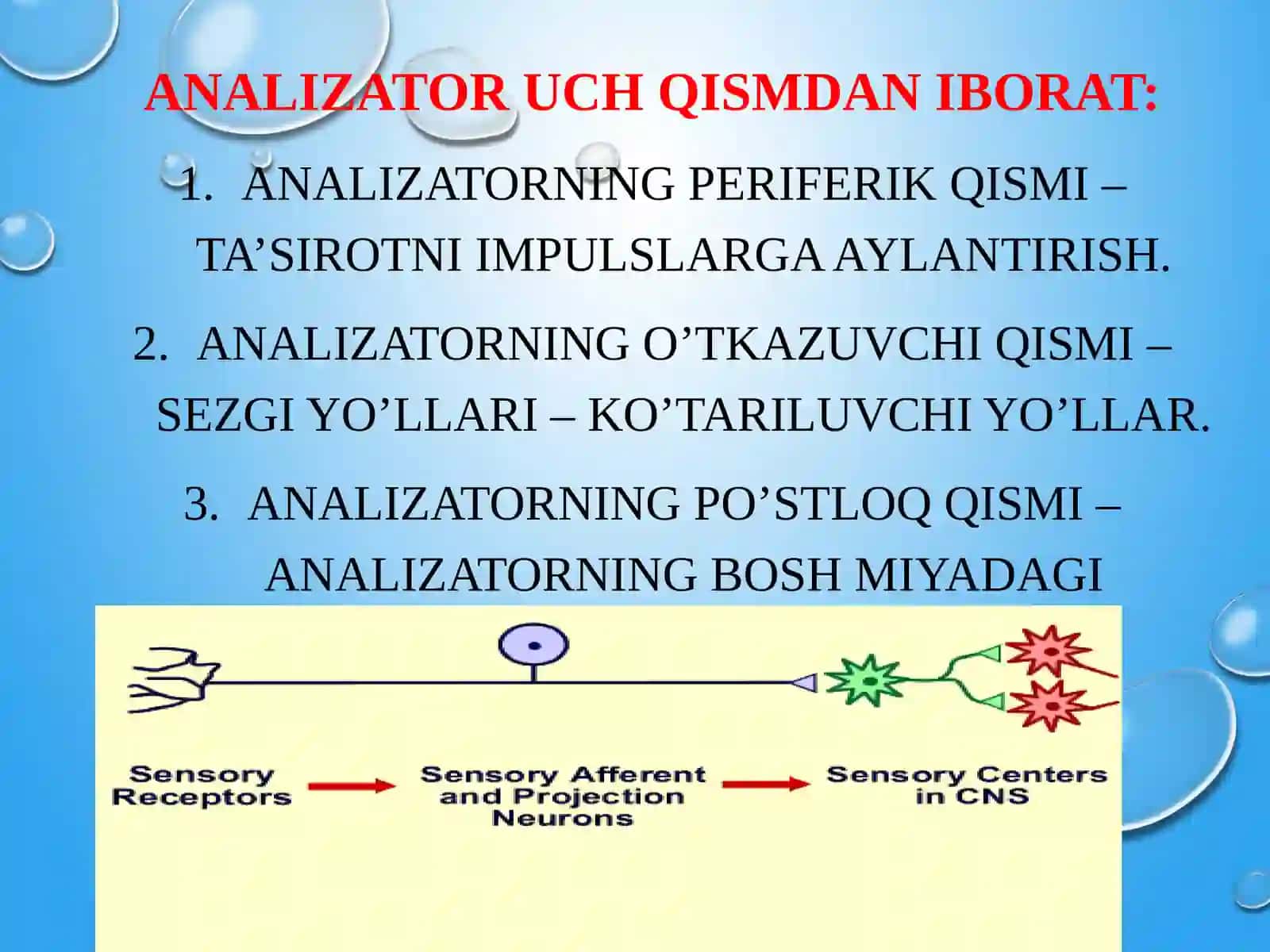 Sezgi analizatorlari 4