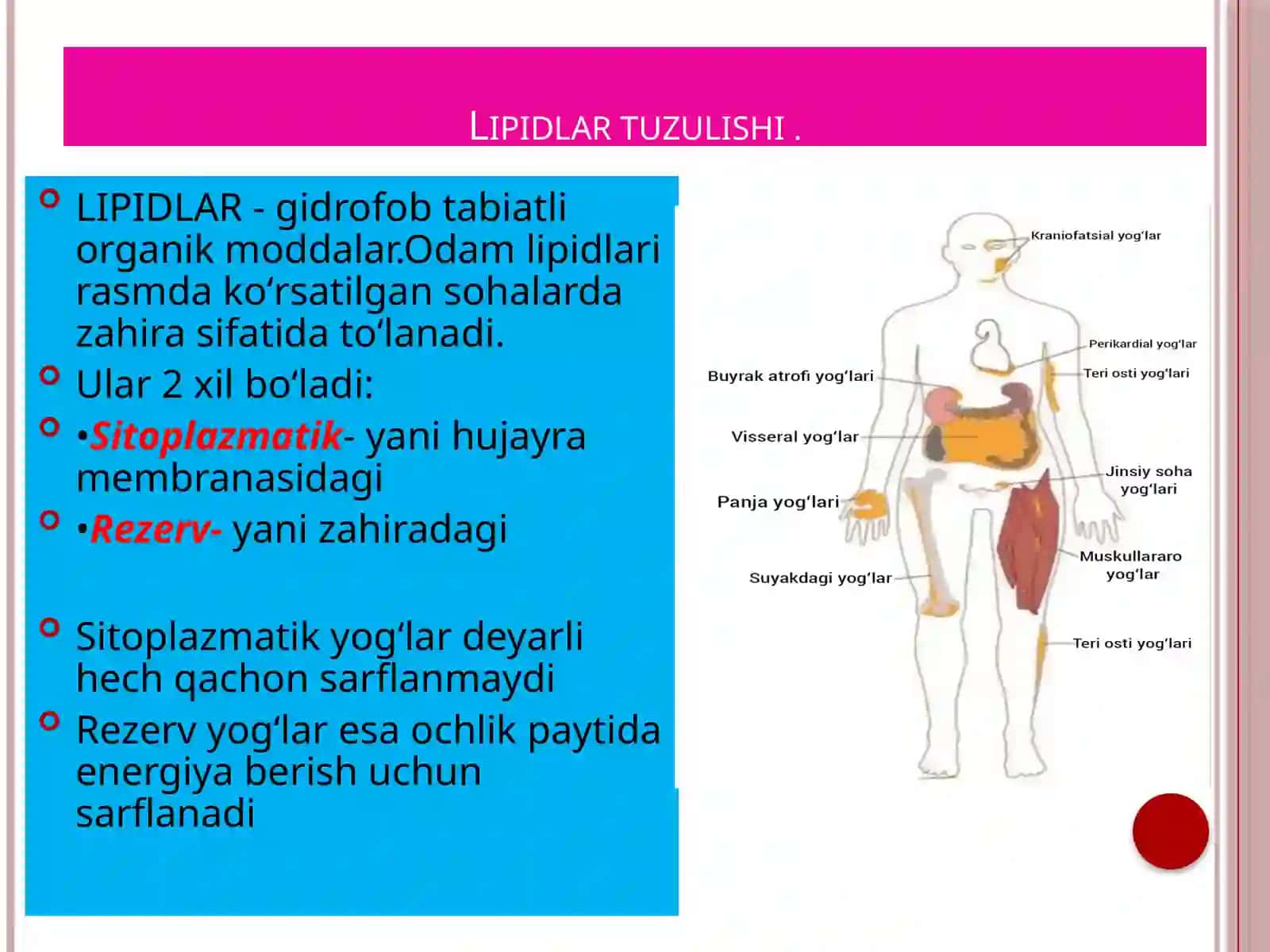 Biokimyo fanidan "Yog‘ bosishi, semirish" taqdimoti 4