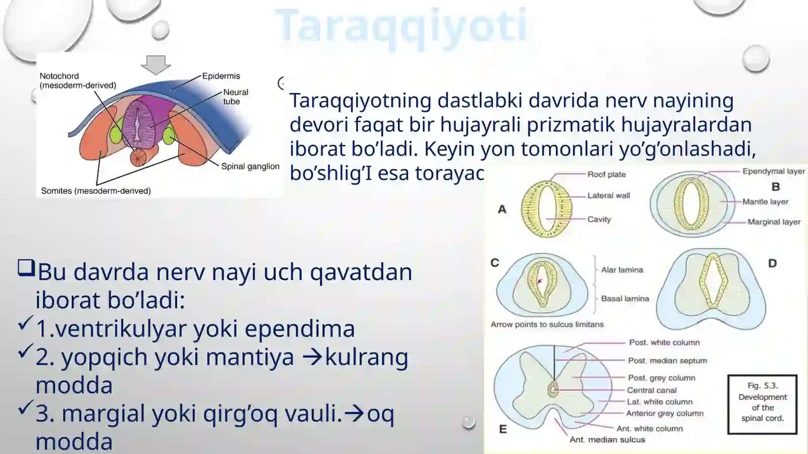 Orqamiya, miyapardalar va vegetativ nerv tizimi 4
