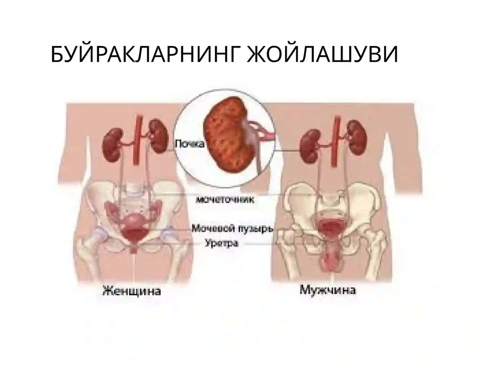 Сийдик айирув системаси 4