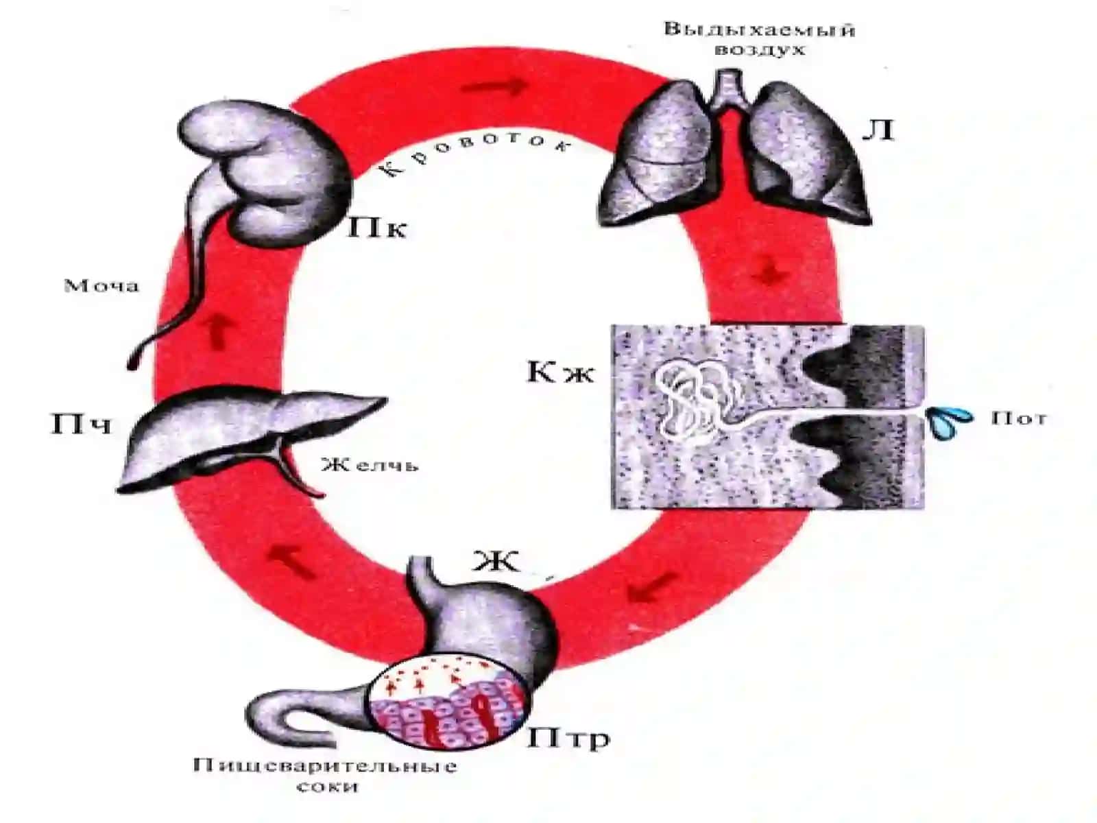 Организмнинг экскретор функциялари 4