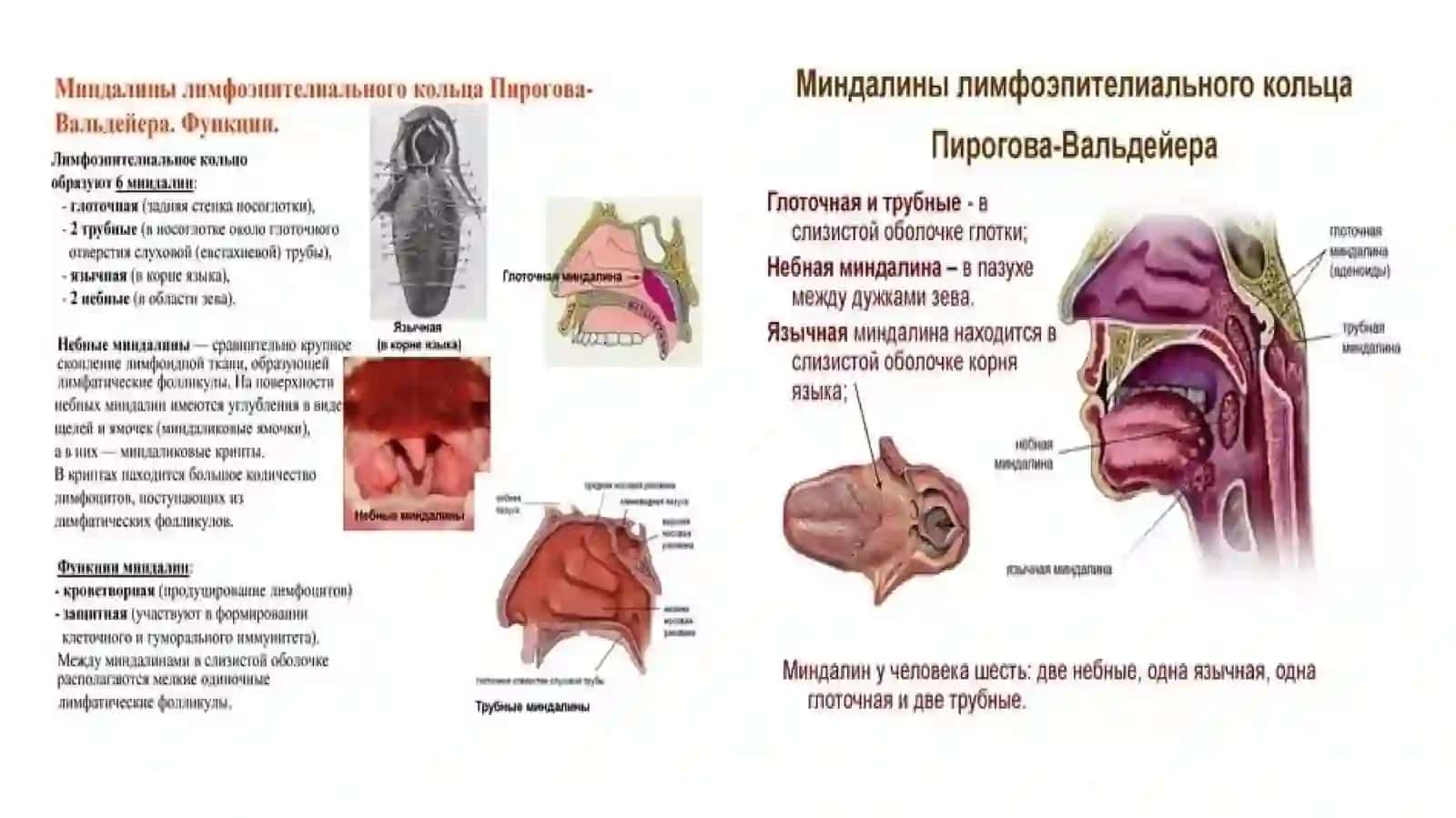 Оғиз Ҳалқумраки 4