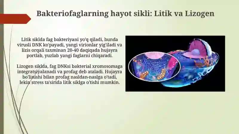 Bakteriofaglar marfalogiyasi,strukturasi, reproduksiyasi,amalyotda qollanilishi 4