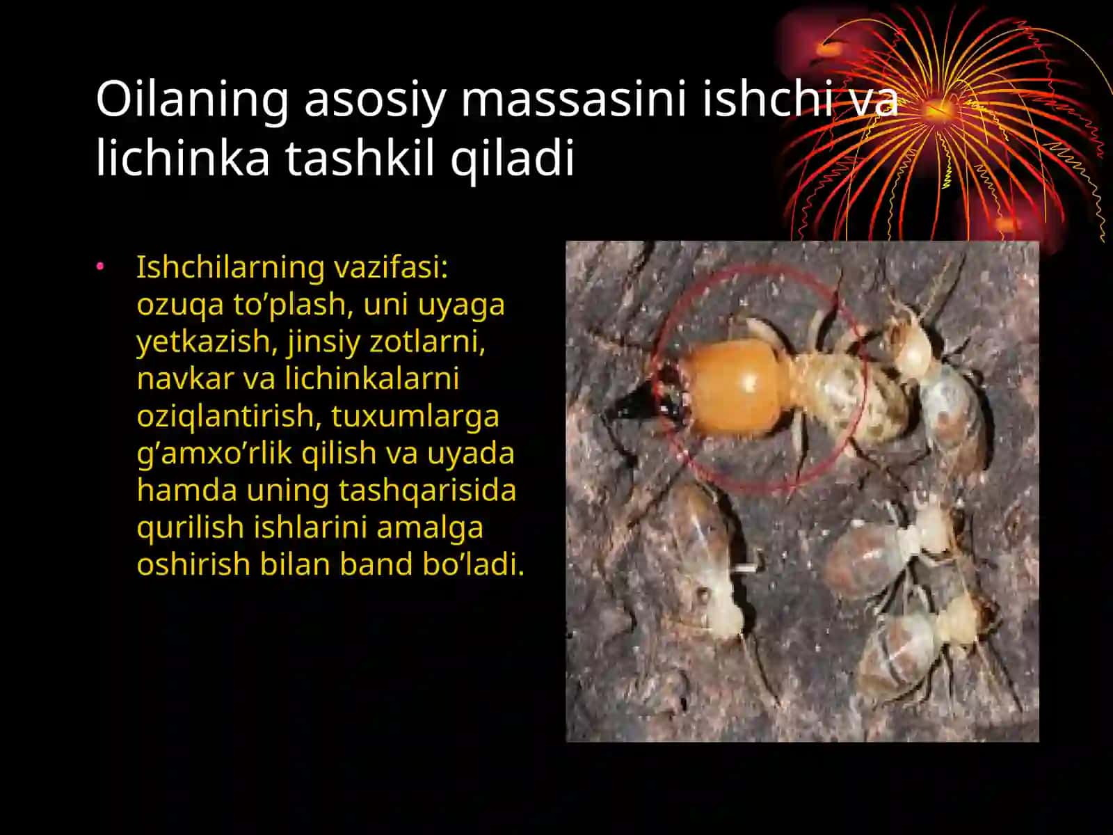 Termitlar va ularning biologik va ekologik xususiyatlari 4