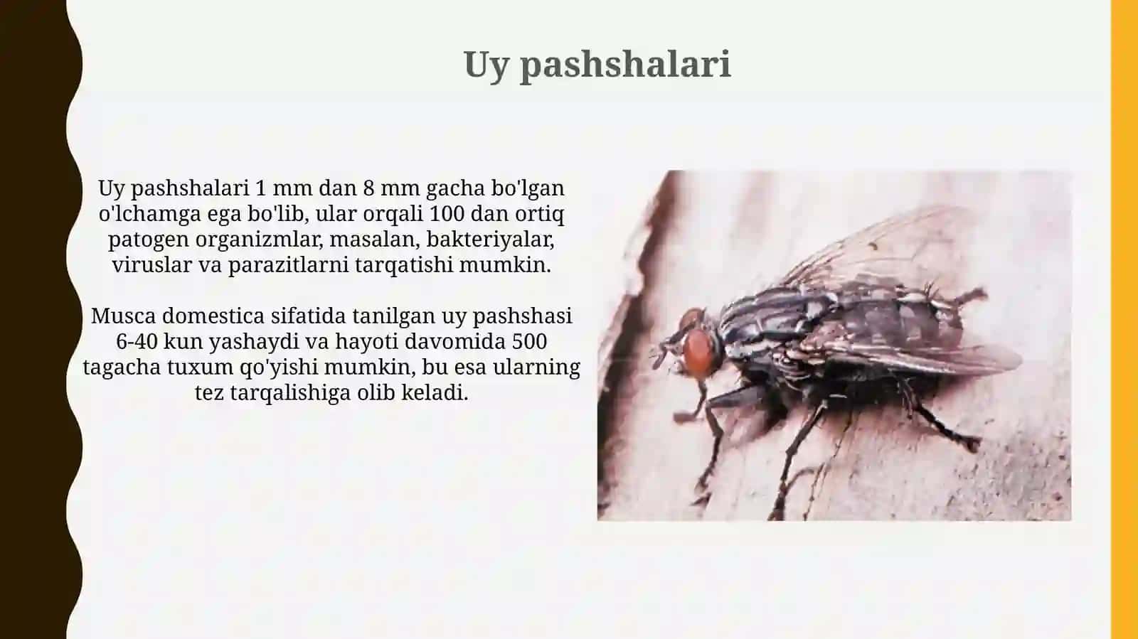 Odamlarda parazitlik qiluvchi bo‘g‘imoyoqlilar (uy pashshasi, se-se pashshasi va so’nalar) 4