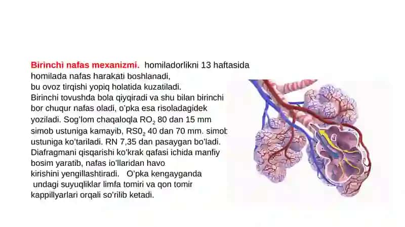 BOLALAR NAFAS TIZIMINING ANATOMO-FIZIOLOGIK XUSUSIYATLARI 4