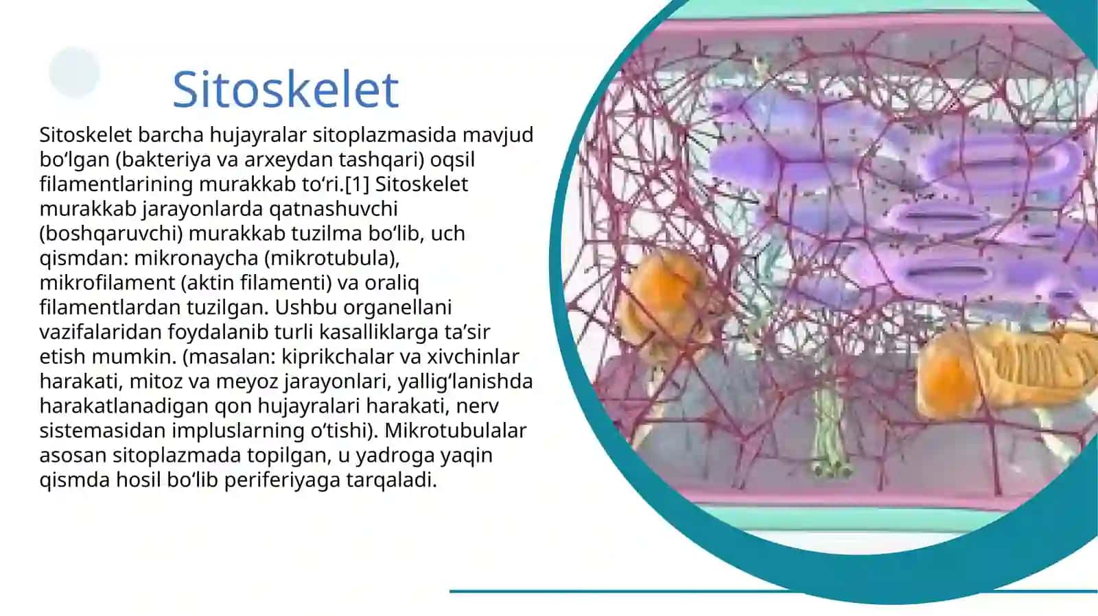 Sitoskeletning strukturaviy va funktsional tashkil etilishi 4