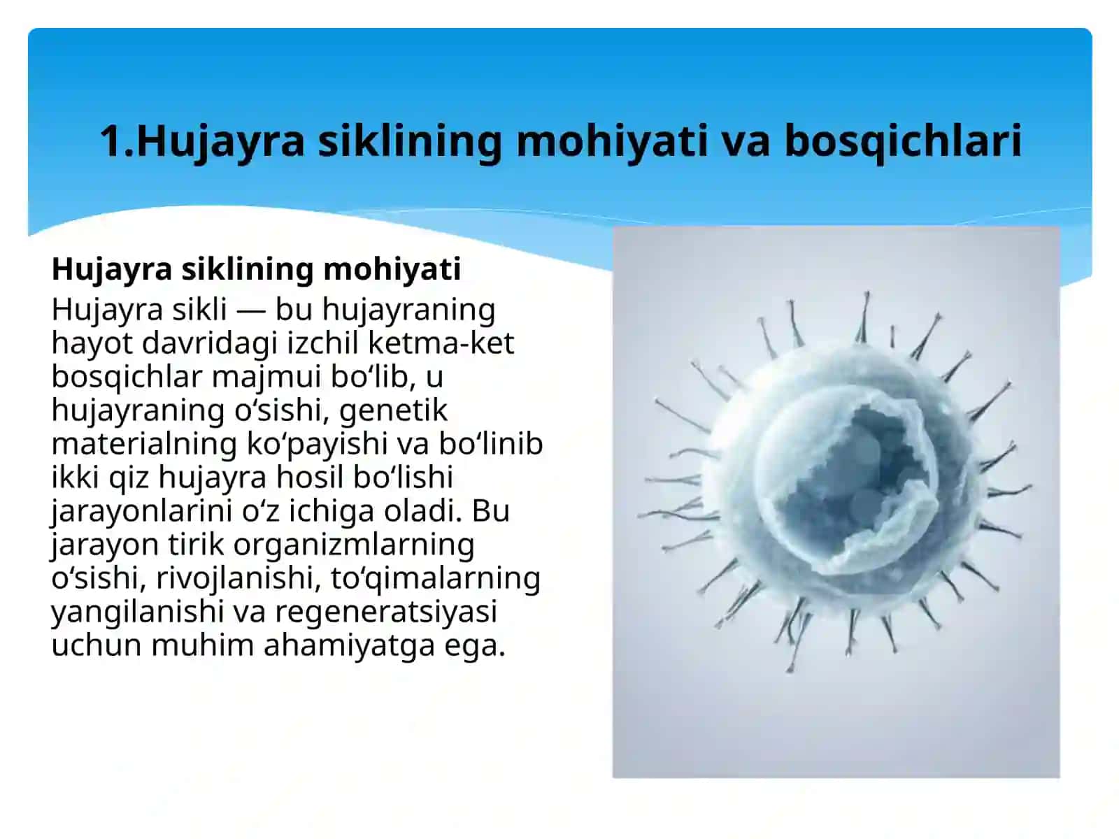 Hujayrasikli va O'sma (Rak):Molekulyar Genetikaning sirli dunyosi 4