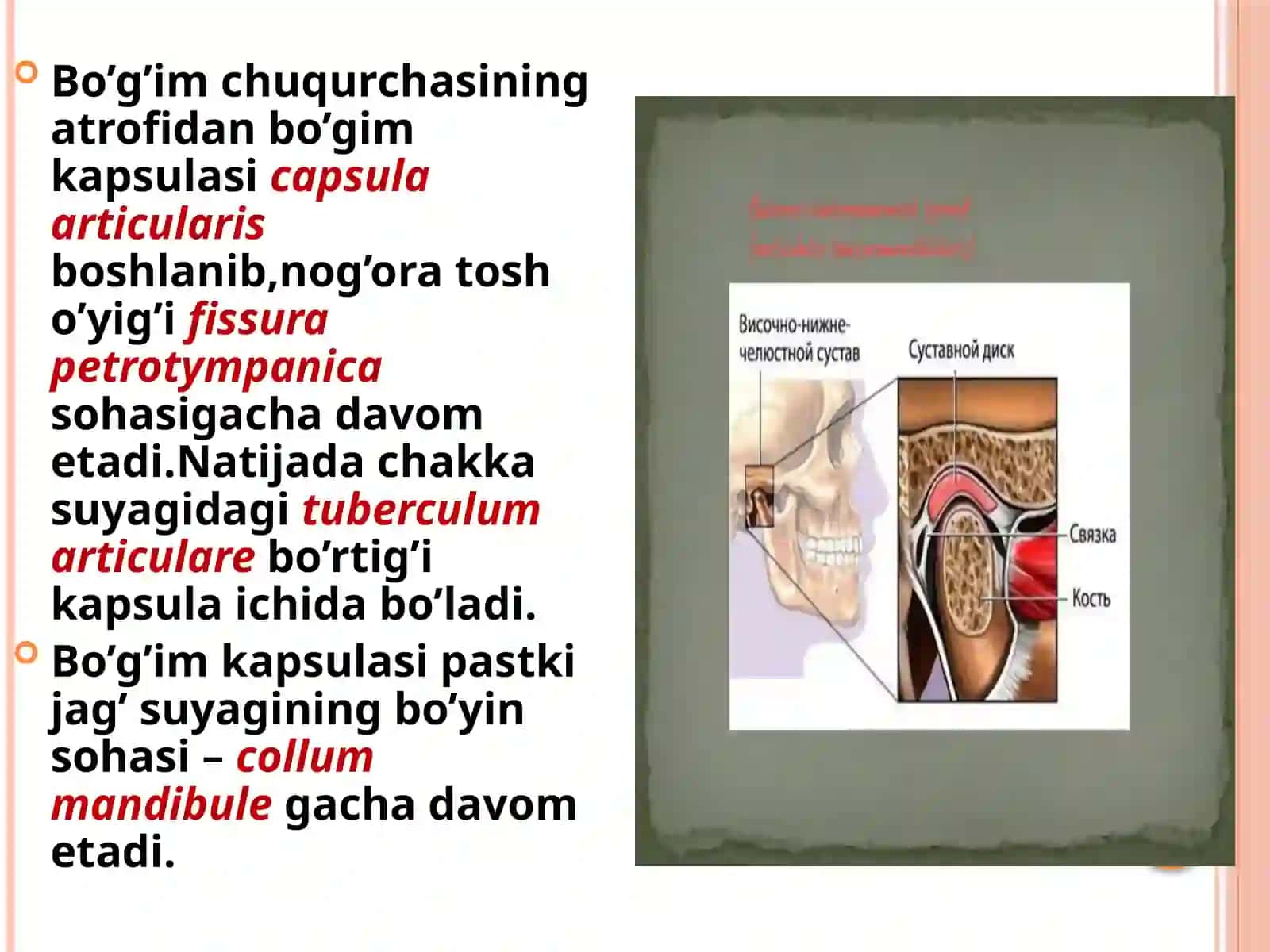 ChPJBanatomik-topografik tuzilishi, norma, disfunksiyasi, patologiyasi va diagnostikasi 4