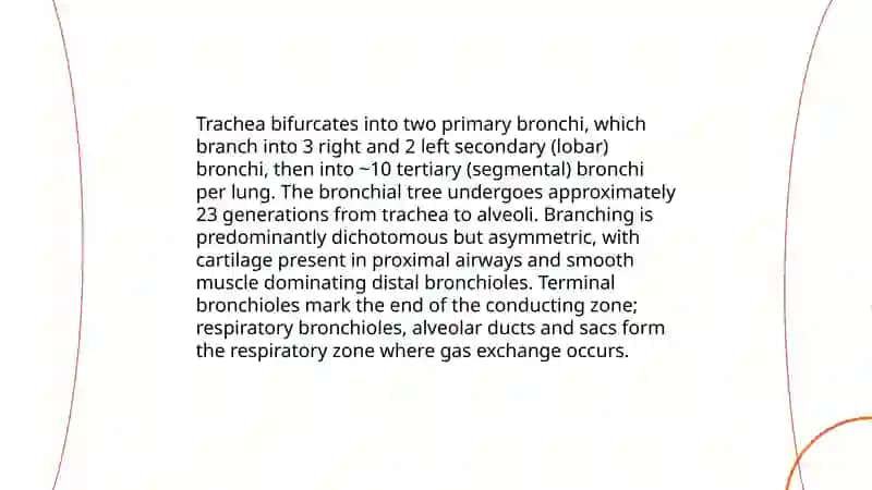 Lungs and their function 4