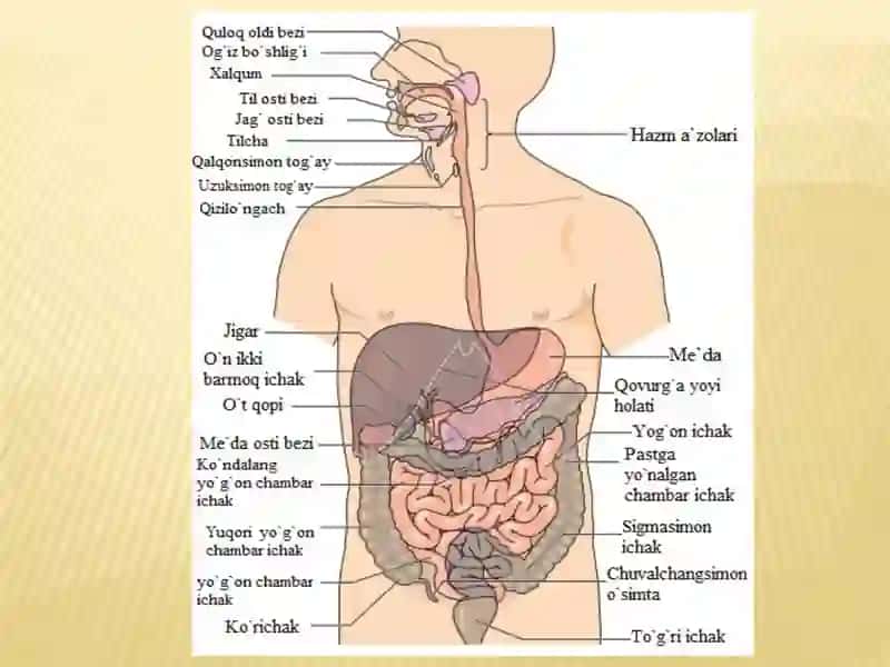 Ovqat hazm qilish a`zolarining tuzilishi 4