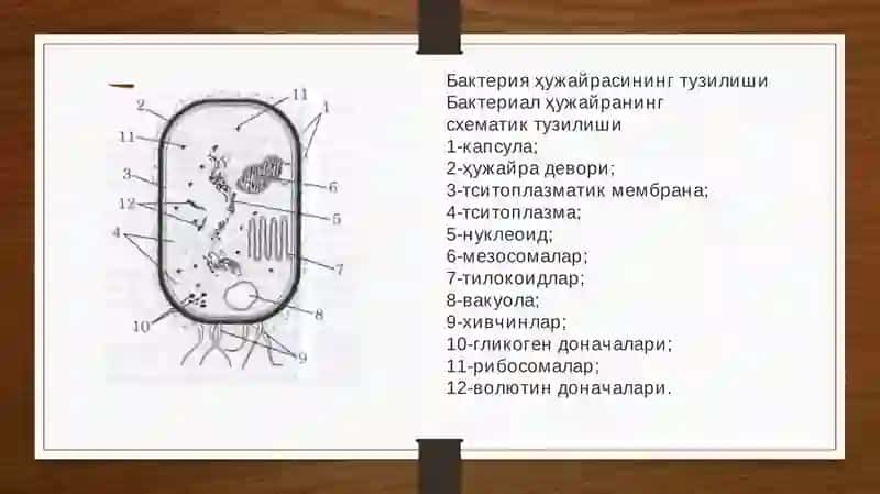 Бактериялар 4