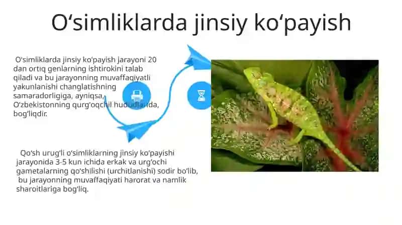 Oʻsimliklarda jinsiy boʻlmagan koʻpayish 4