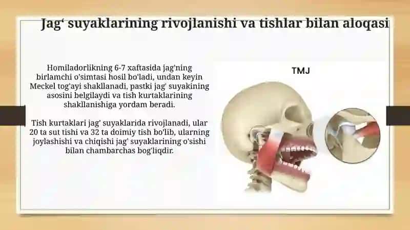 Yuqori va pastki jag' anatomiyasi va fiziologiyasi 4