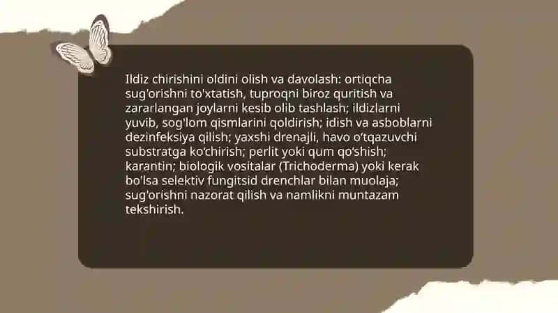 Xona oʻsimliklarida uchraydigan kasalliklarga qarshi kurashish 4
