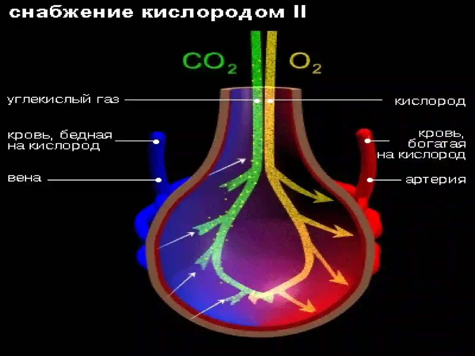 Нафас тизими патофизиологияси 4
