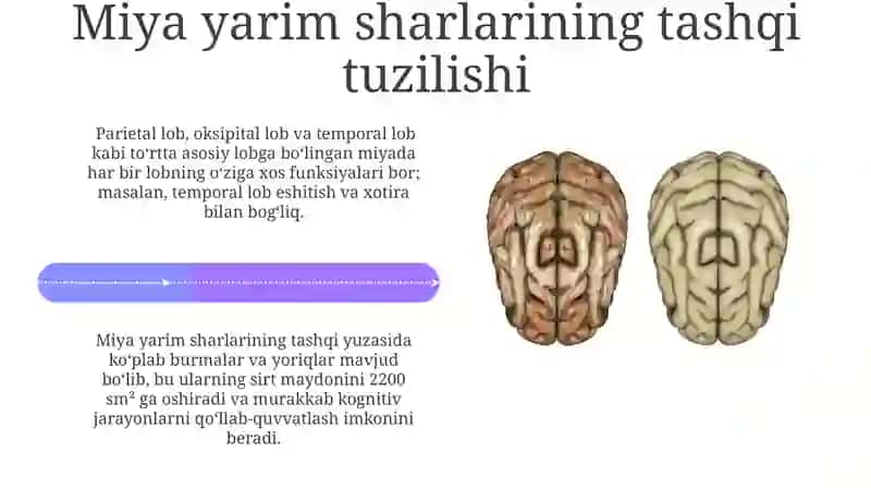 Bosh miya katta yarmsharlari poʻslogʻining tuzilishi 4
