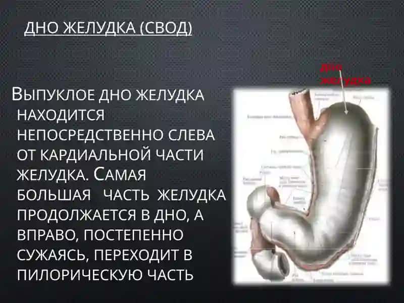 Желудок 4