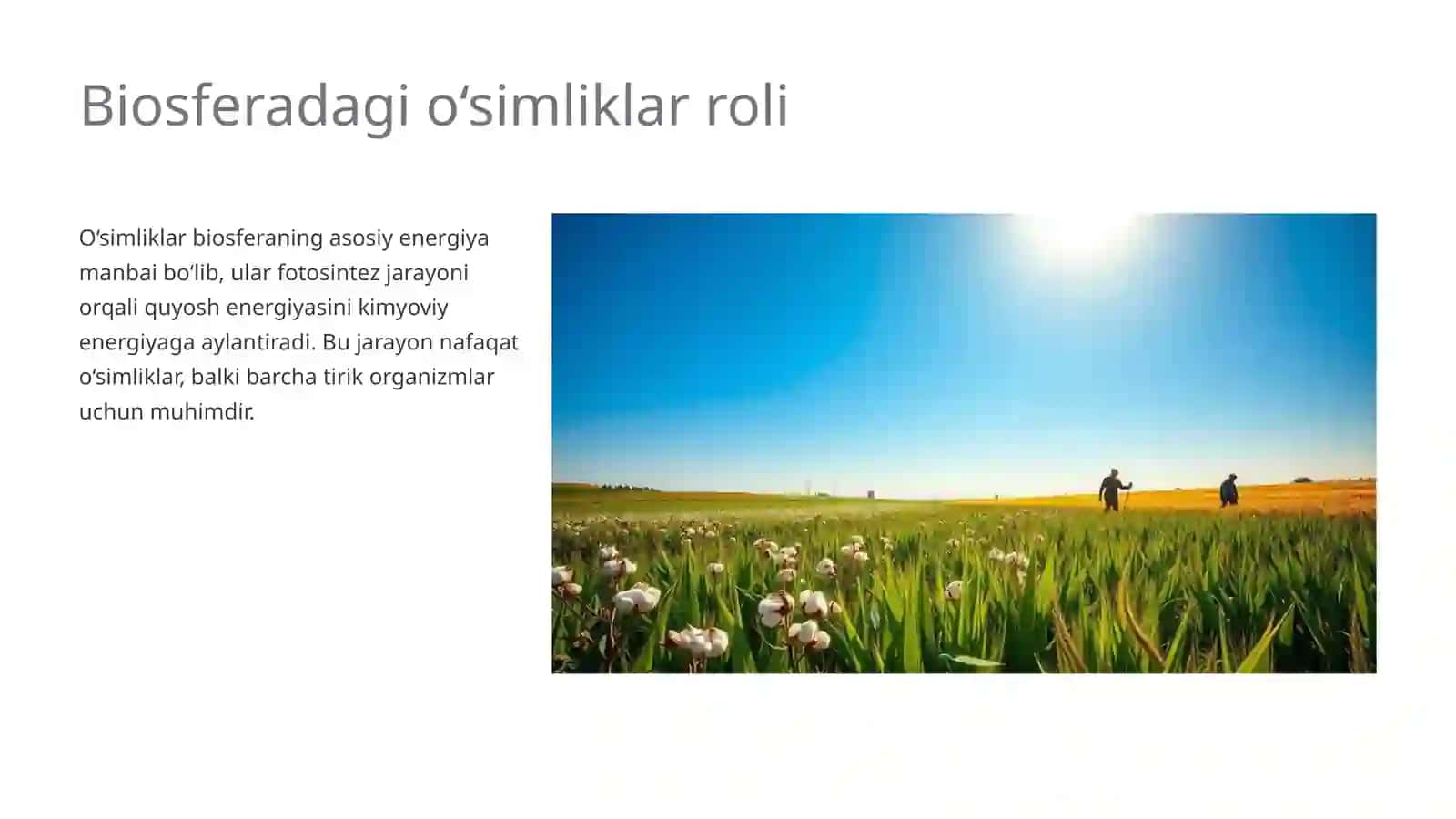 Biosferadagi o‘simliklar va hayvonlar o‘rni 4