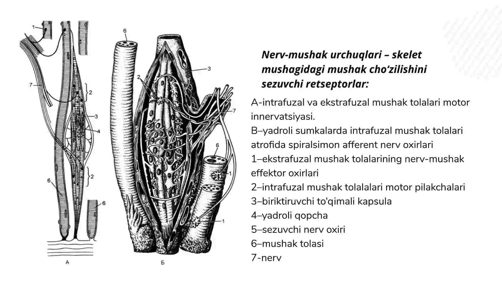 NERV-MUSHAK URCHUQLARINING TUZILISHI VA ISHLASH PRINSIPI 4