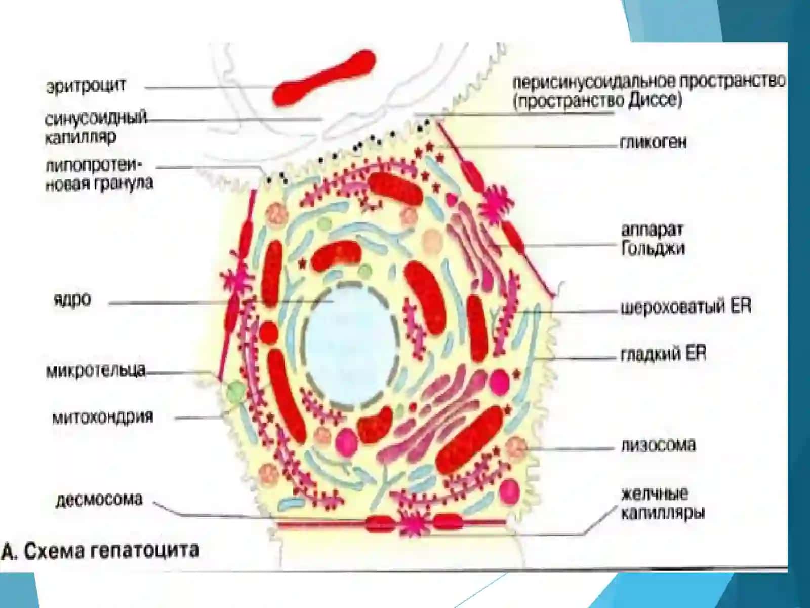 ЖИГАР БИОКИМЁСИ 4
