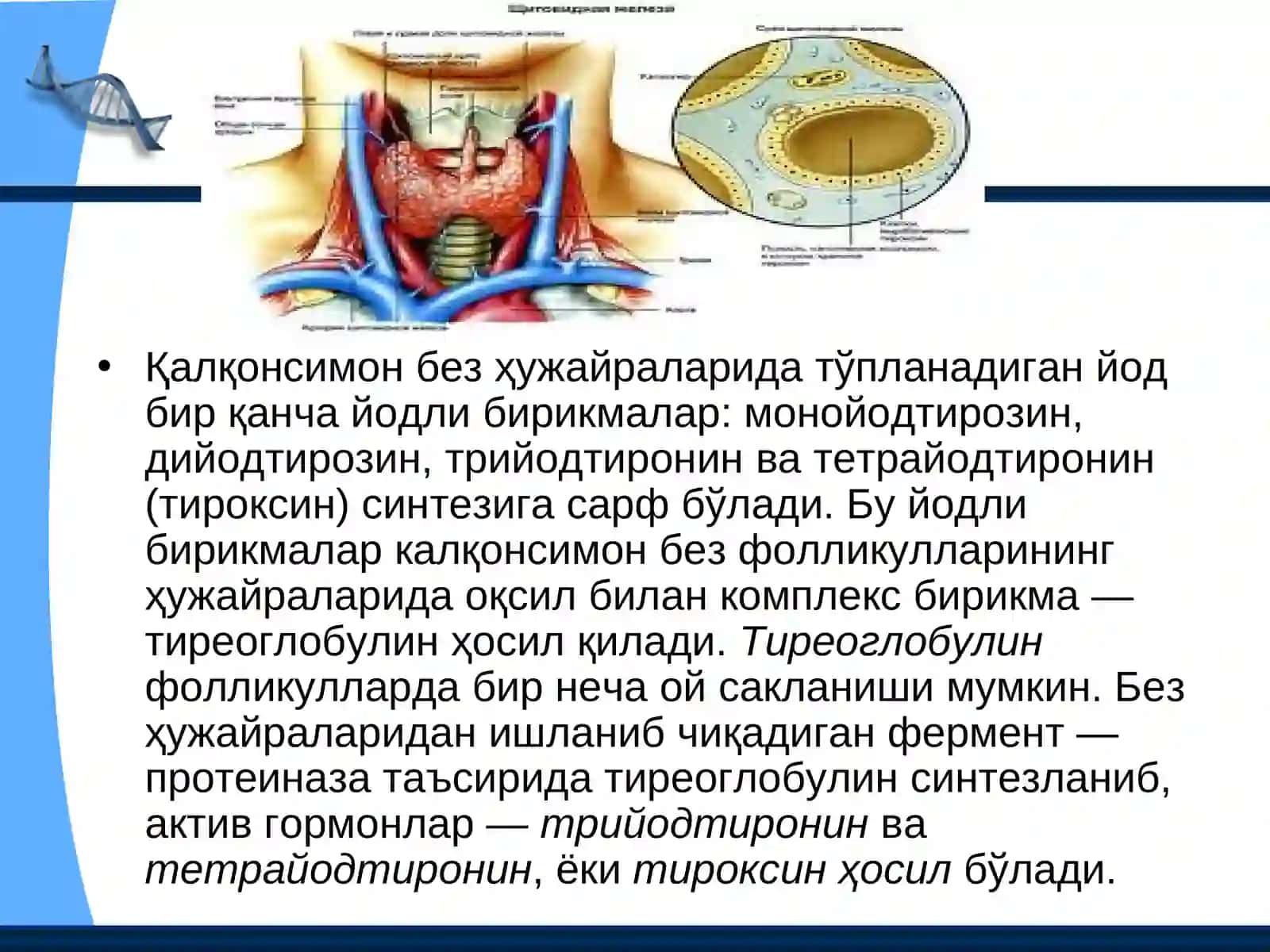 Тўқима гормонлари 4