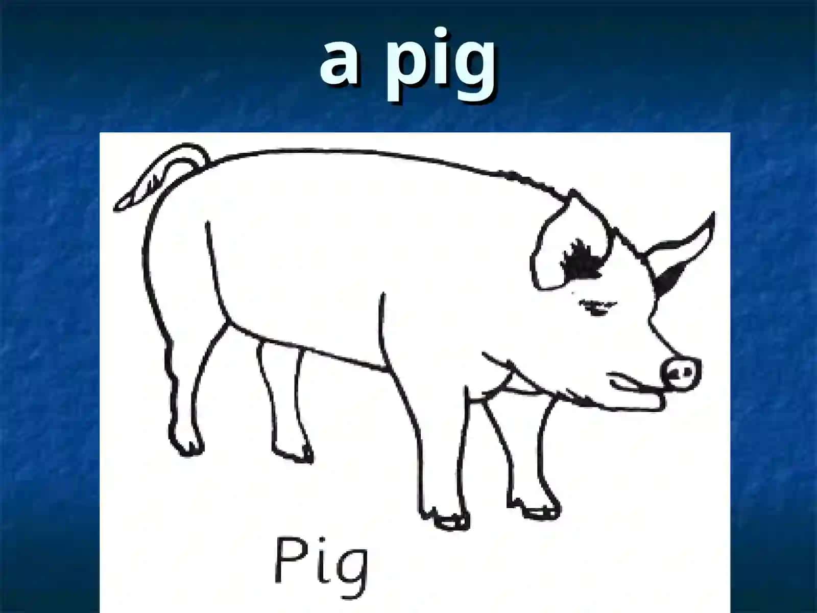 Animals 4