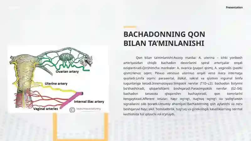 Bachadonning qon bilan ta’minlanishi va innervatsiyasi 4