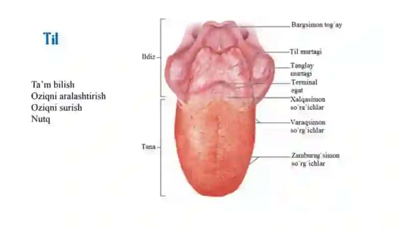 OVQAT HAZIM QILISH ORGANLARI TUZILISHI 4