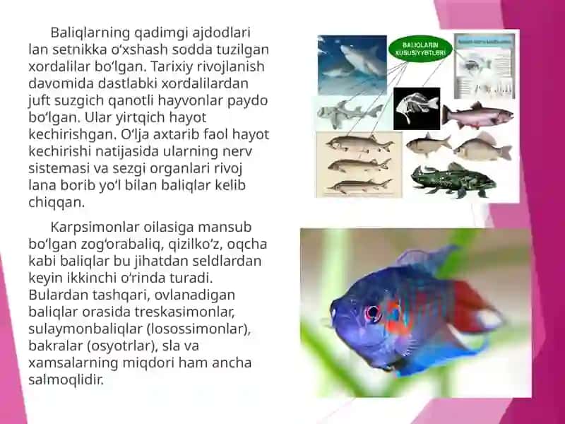 O’rta Osiyosu vazalarida ucgraydigan baliq turlari va ularning ekologik guruhlari 4