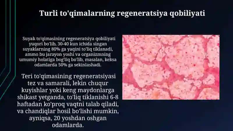 Tòqimalarning fiziologik va reperativ regereratsiyasi 4