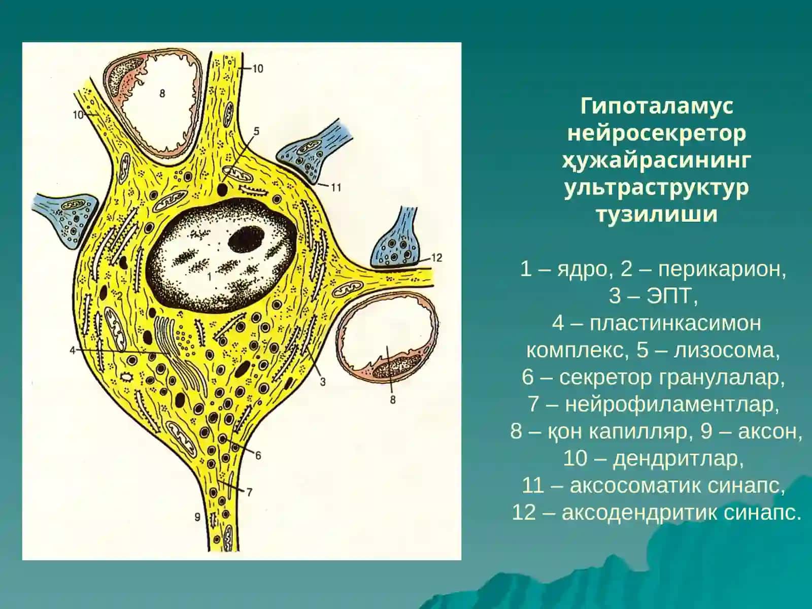 ЭНДОКРИН ТИЗИМ 4