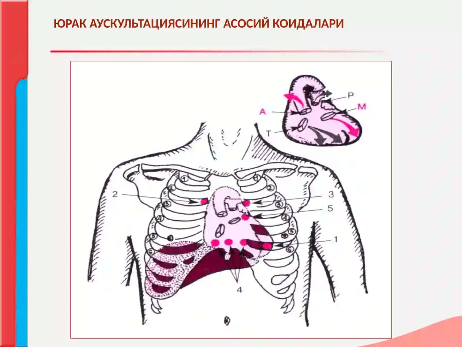 ЮРАК ТОНЛАРИ ВА ШОВКИНЛАРИ (АУСКУЛЬТАЦИЯСИ) 4