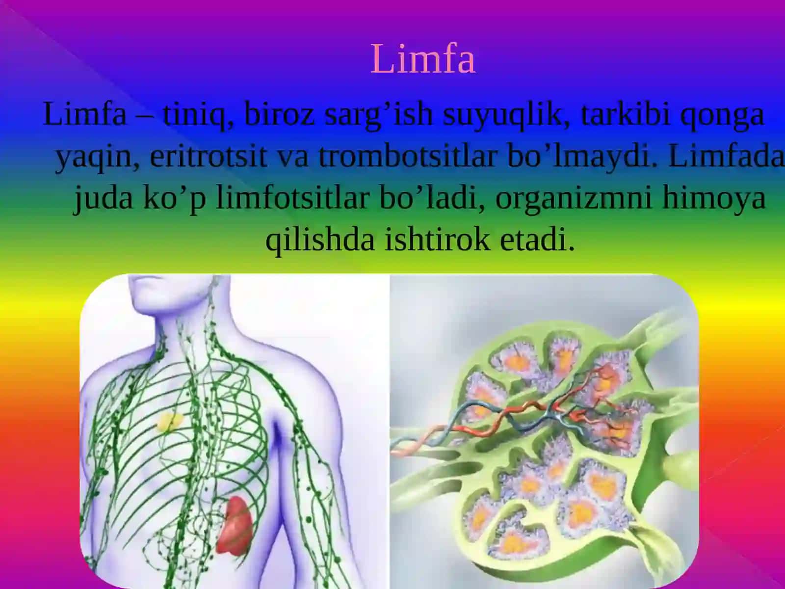 QON VA UNING VAZIFALARI. 8-sinf biologiya fanidan dars ishlanma 4