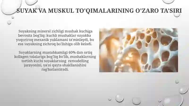 Suyak to'qima va muskul to'qima 4