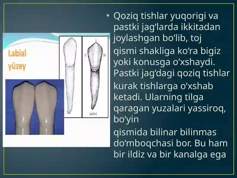 Tishlarning xususiyanatomiyasi. Har bir tishni tuzilishi va chiqishi vaqti, anomaliyasi 4