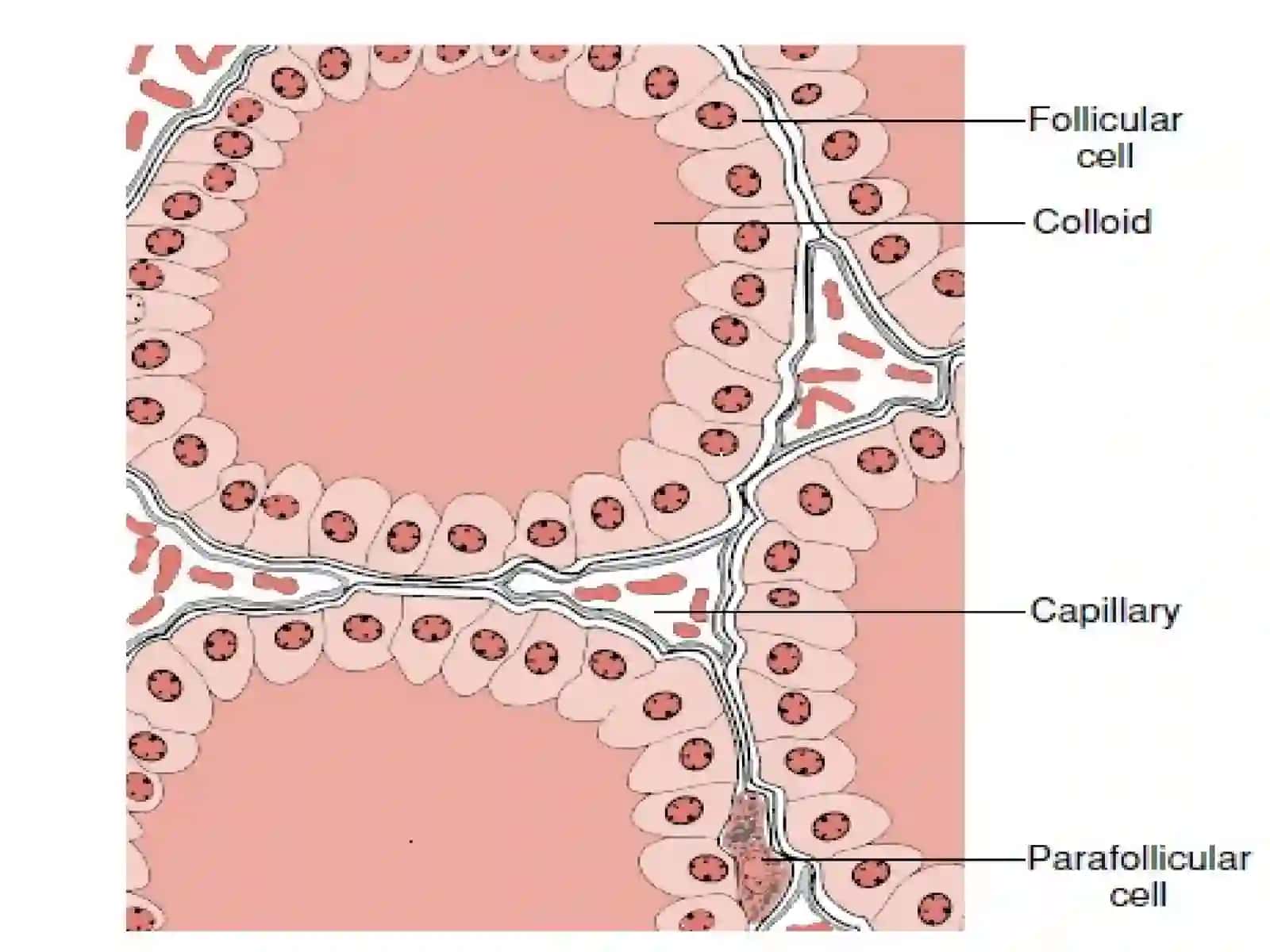 Tiroit bezlari Throid gland 4