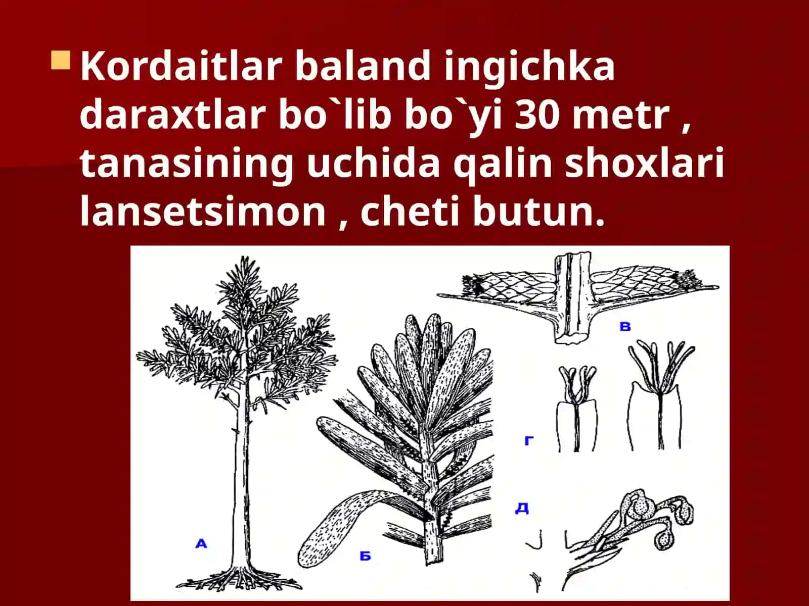 Gingko biloba 4