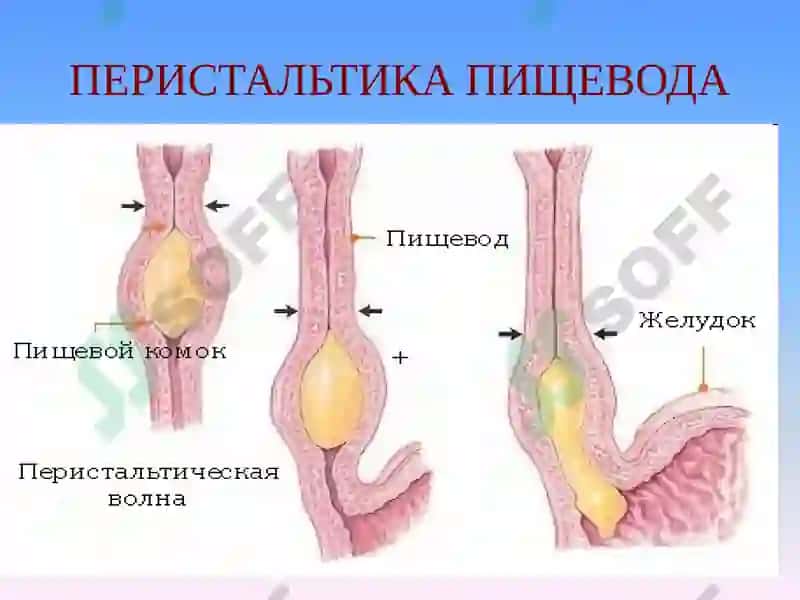 Oshqozon va qizilongach anatomiyasi,fiziologiyasi,tekshiruv usullari va ularning klinik simptomatikasi 5