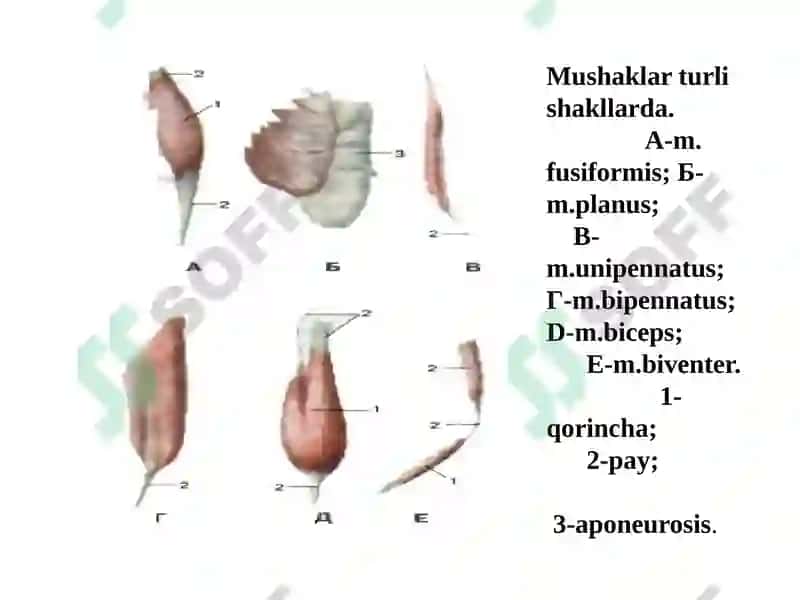 Gavda mukullari 5